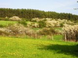 Bierberg - im Fruehling 01